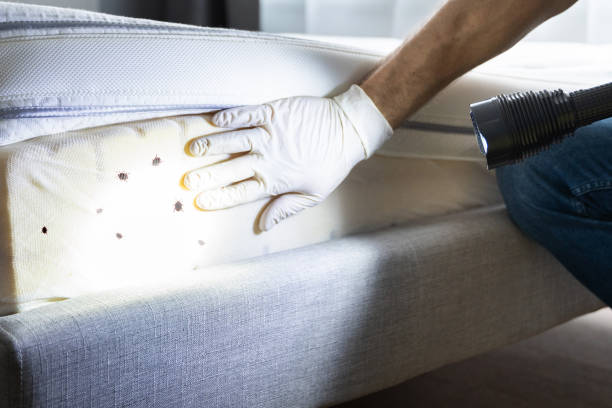 Best Emergency Pest Control  in Shawano, WI
